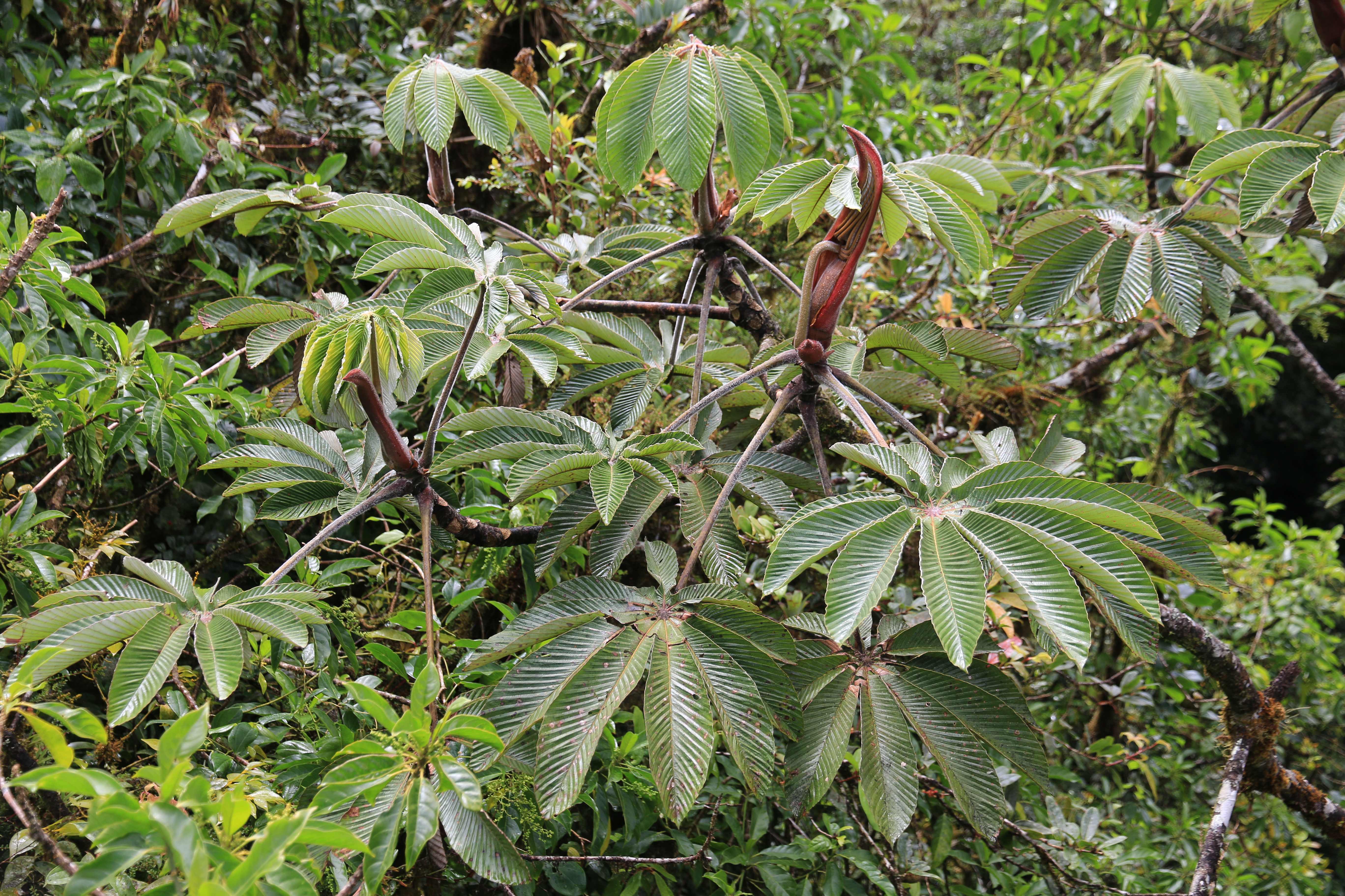 Costa Rica